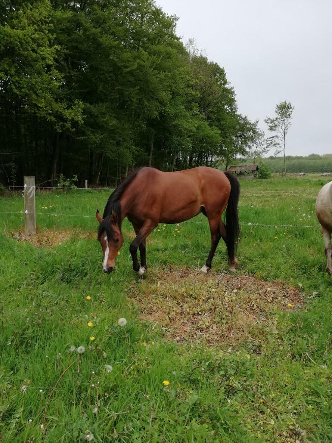 Апартаменты Tankefuld Living'S Horsefarm Свендборг Экстерьер фото